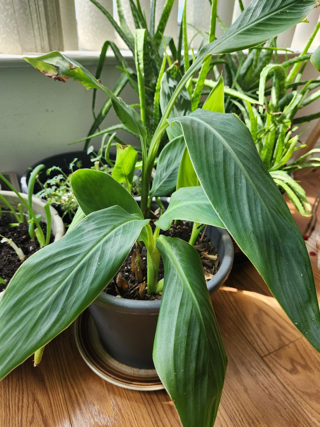 yellow Cana  Plant $15