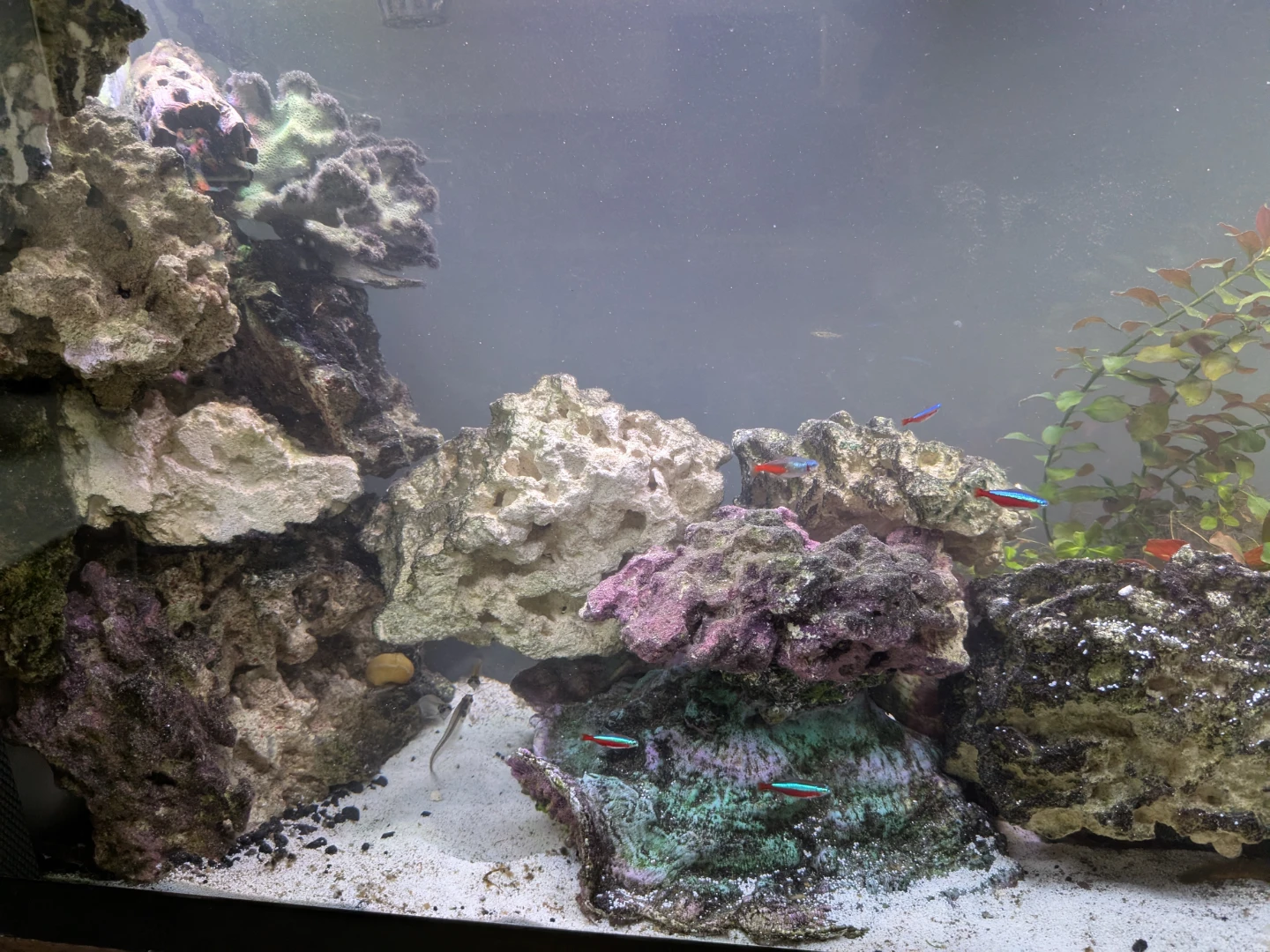 Complete Fresh Water Aquarium Hobby Setup