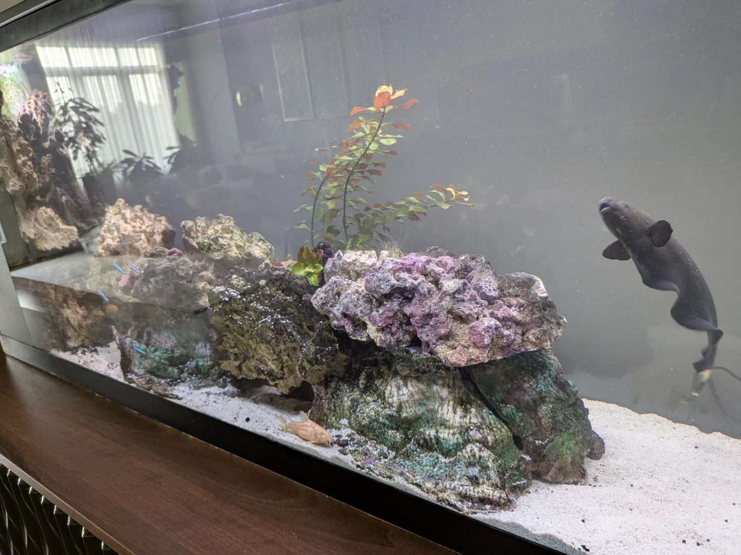 Complete Fresh Water Aquarium Hobby Setup - photo 2