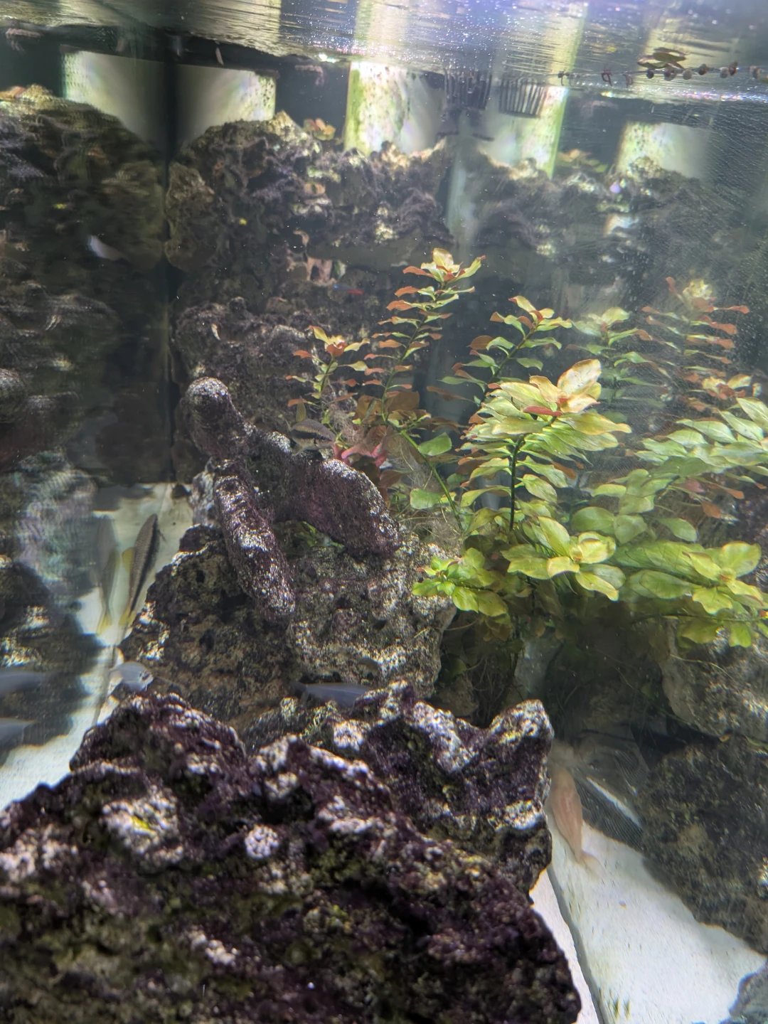 Complete Fresh Water Aquarium Hobby Setup - photo 3