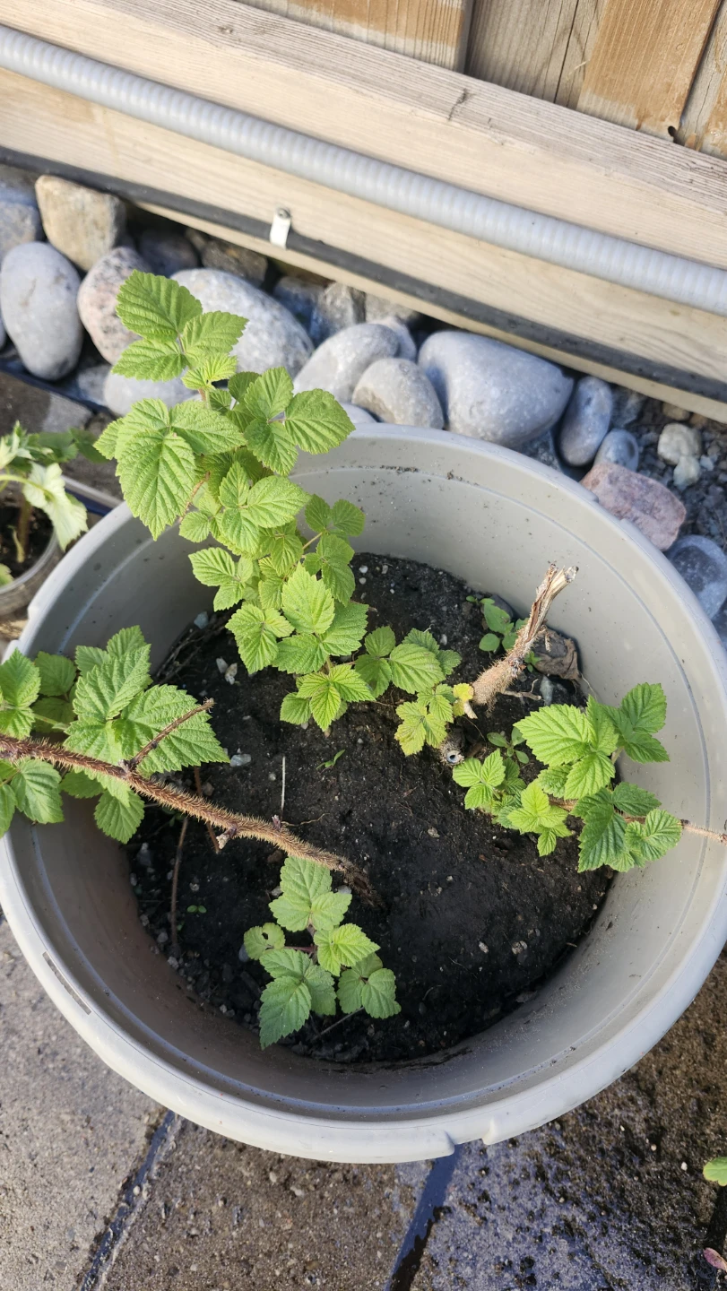 Raspberry Plants - Ready for Planting $3, $5, $10