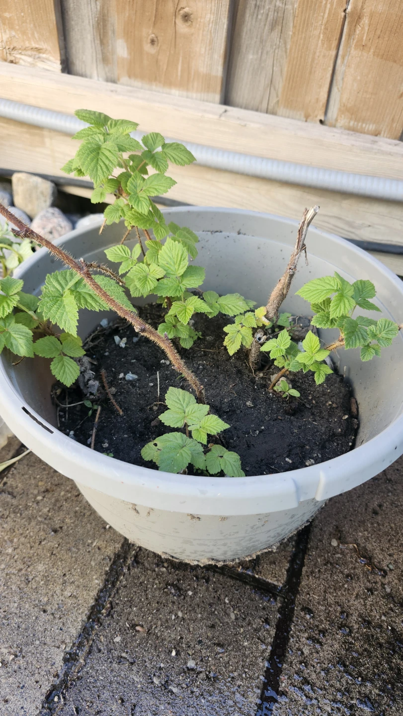 Raspberry Plants - Ready for Planting $3, $5, $10 - photo 2