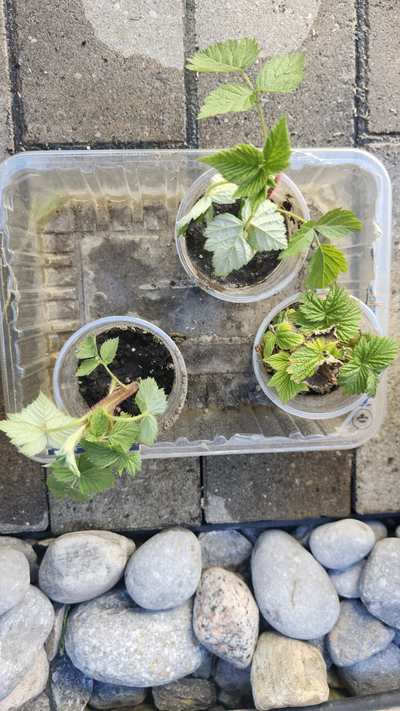 Raspberry Plants - Ready for Planting $3, $5, $10 - photo 3