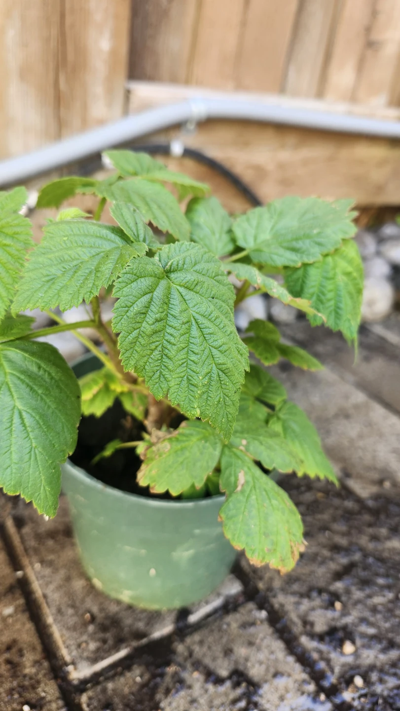 Raspberry Plants - Ready for Planting $3, $5, $10 - photo 4