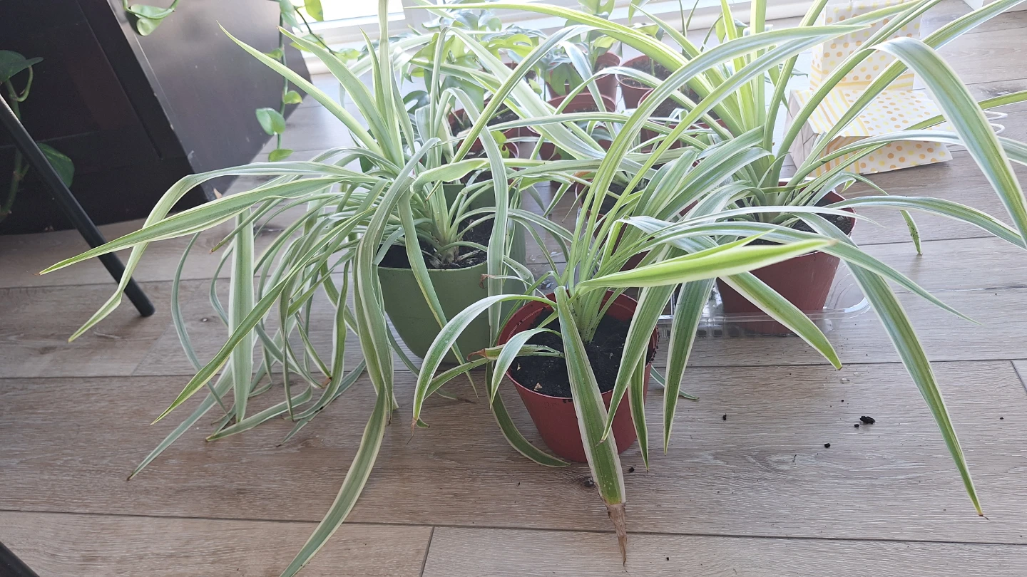Spider plants