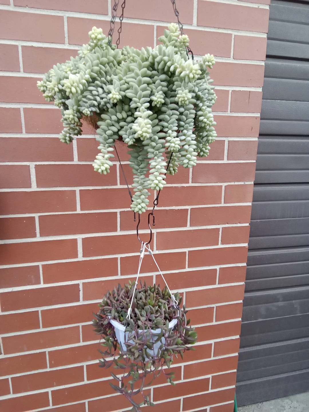 Donkey's Tail and Ruby Necklace Succulent Hanging Basket