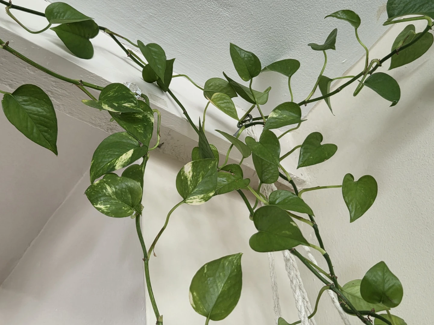 Golden Pothos (3 strands, 2 types) - large