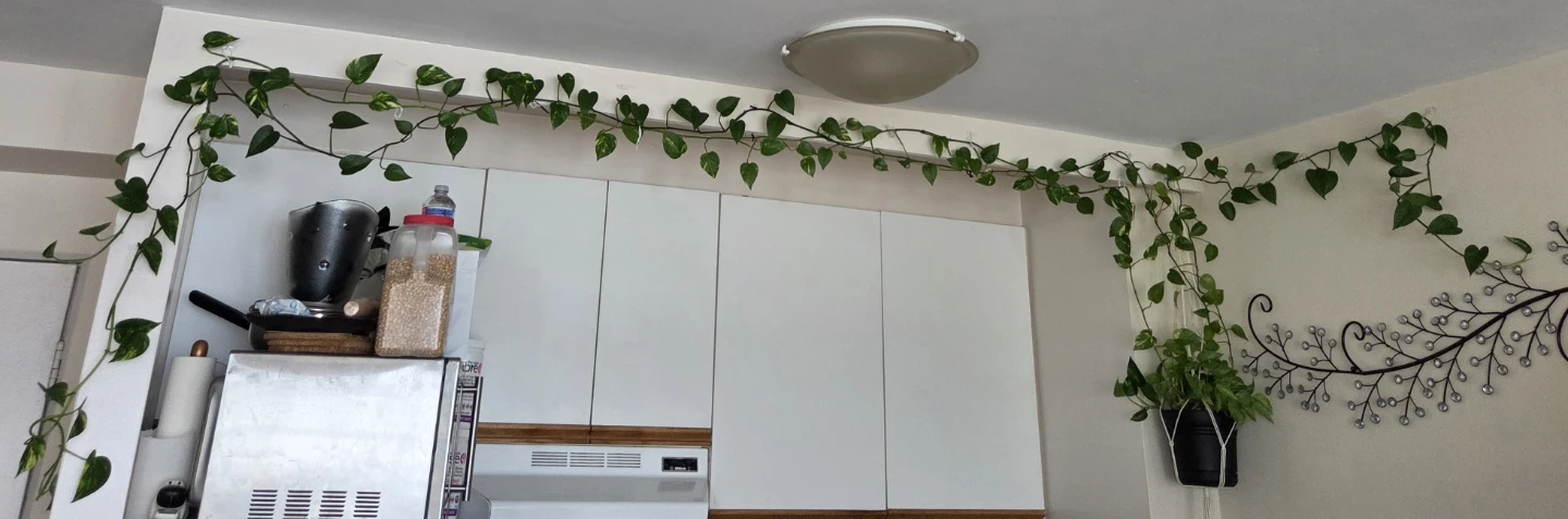 Golden Pothos (3 strands, 2 types) - large - photo 2