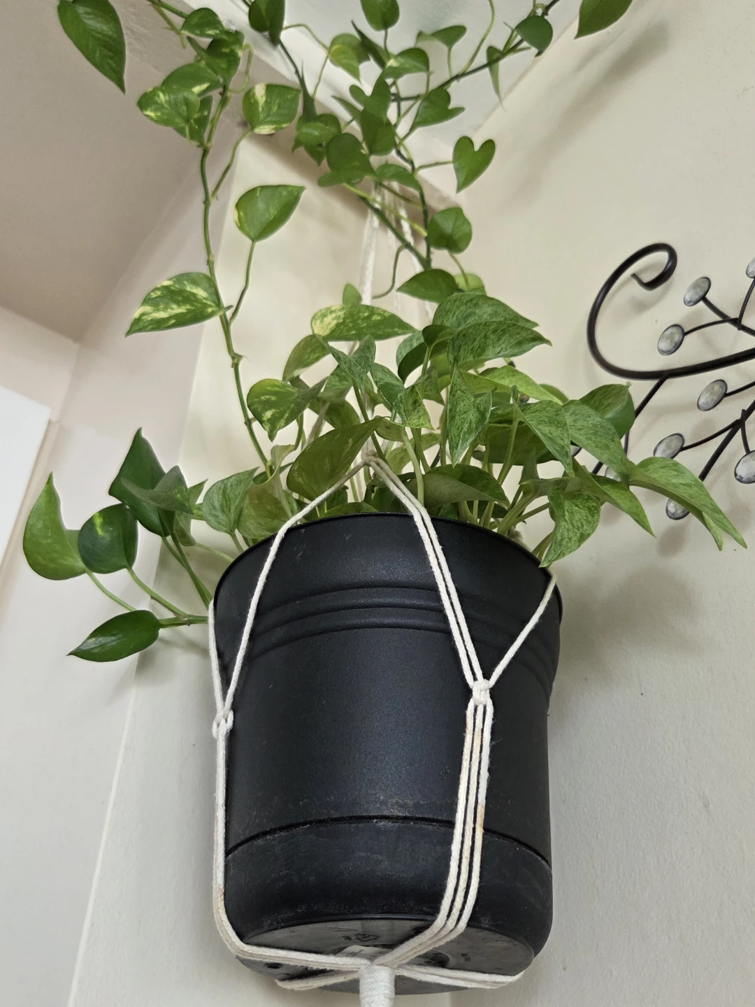 Golden Pothos (3 strands, 2 types) - large - photo 3
