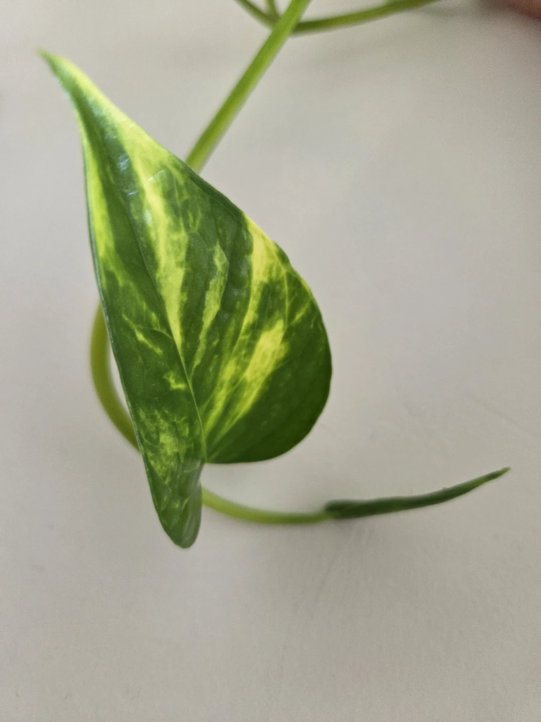 Golden Pothos (3 strands, 2 types) - large - photo 4
