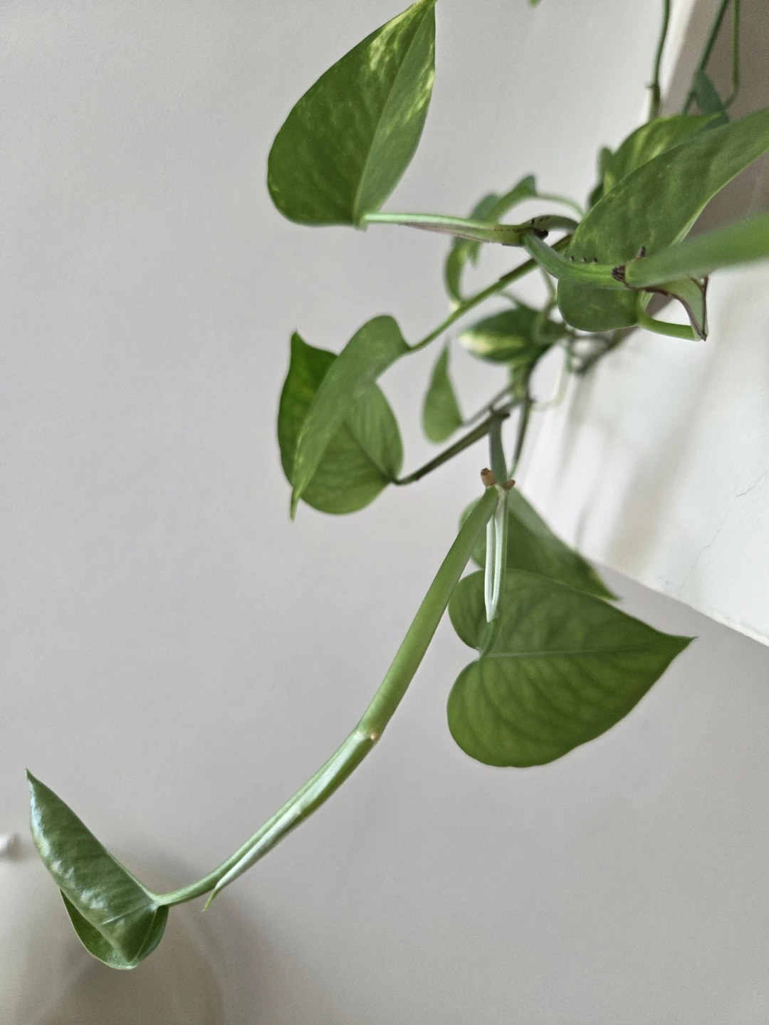 Golden Pothos (3 strands, 2 types) - large - photo 5