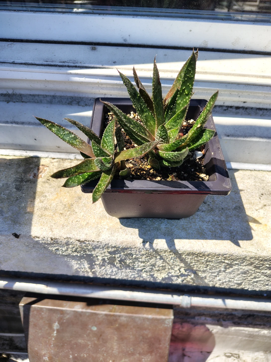 Succulent Plant in Square Pot $15