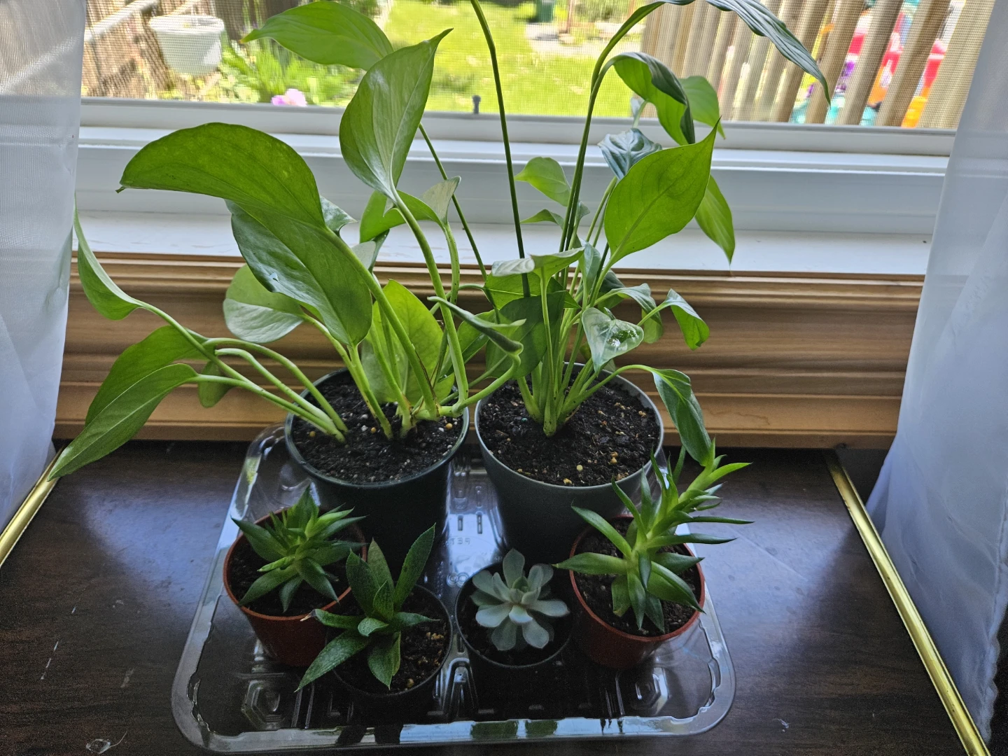Succulents, Peace Lily, Golden Pothos