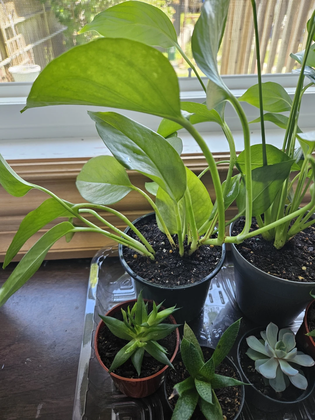 Succulents, Peace Lily, Golden Pothos - photo 2