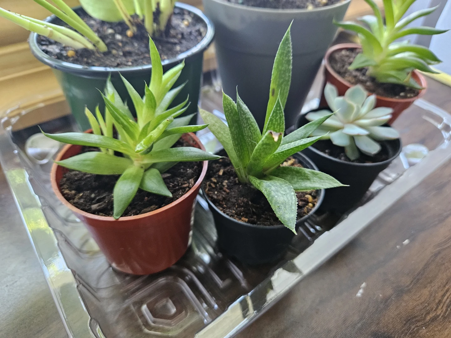 Succulents, Peace Lily, Golden Pothos - photo 5