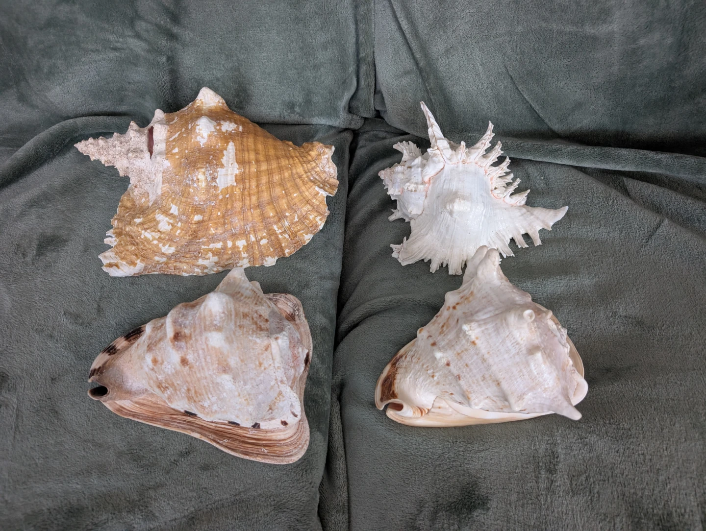 Assorted Seashells - Large Decorative Collection