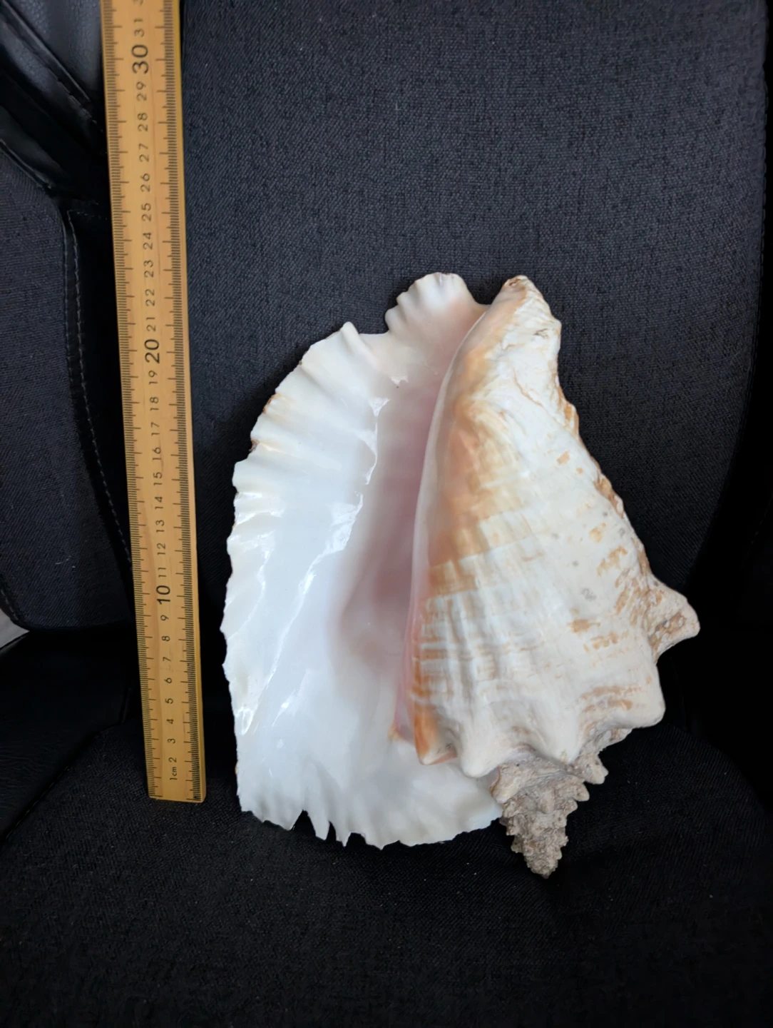 Assorted Seashells - Large Decorative Collection - photo 2