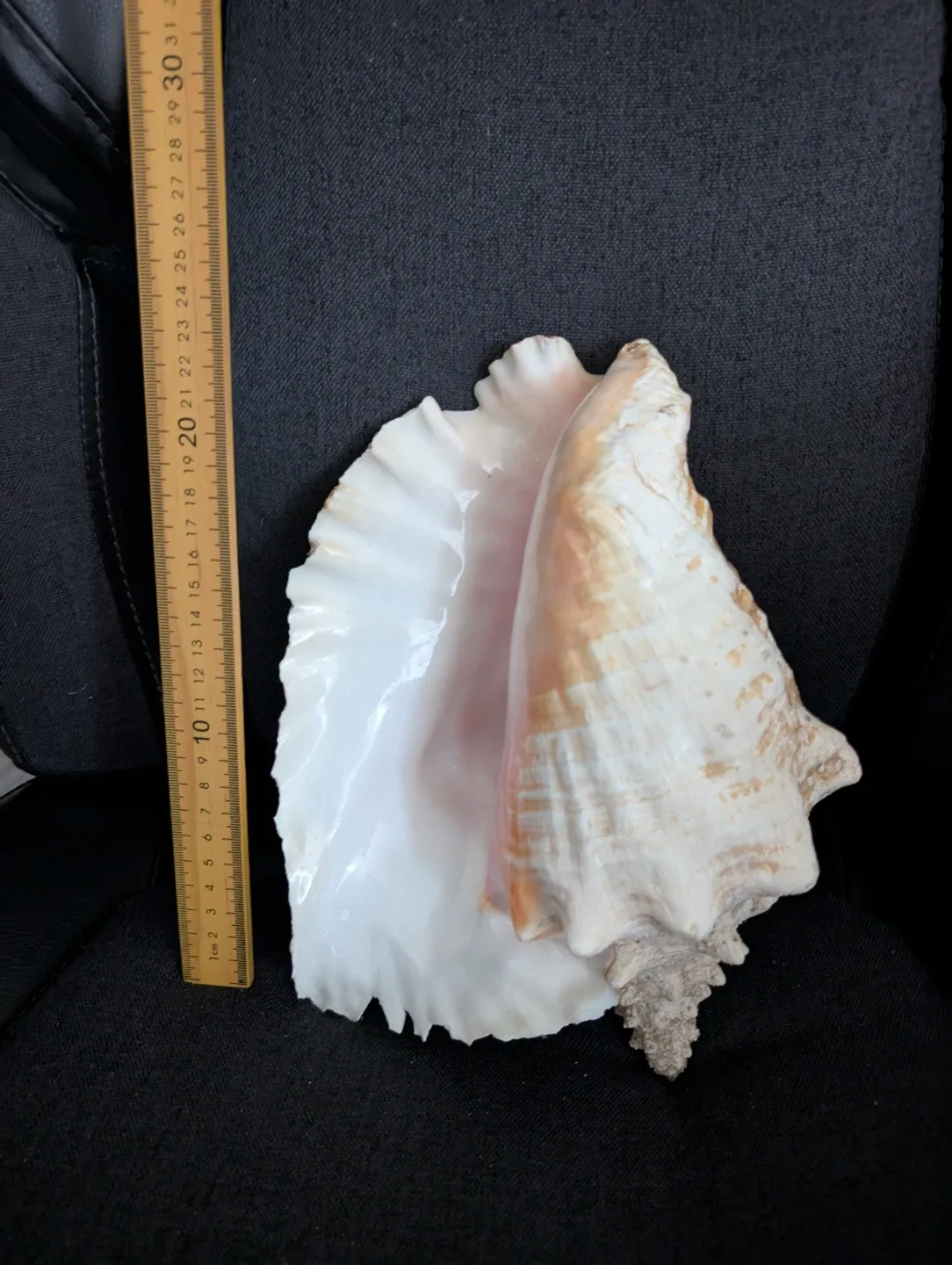 Assorted Seashells - Large Decorative Collection - photo 2