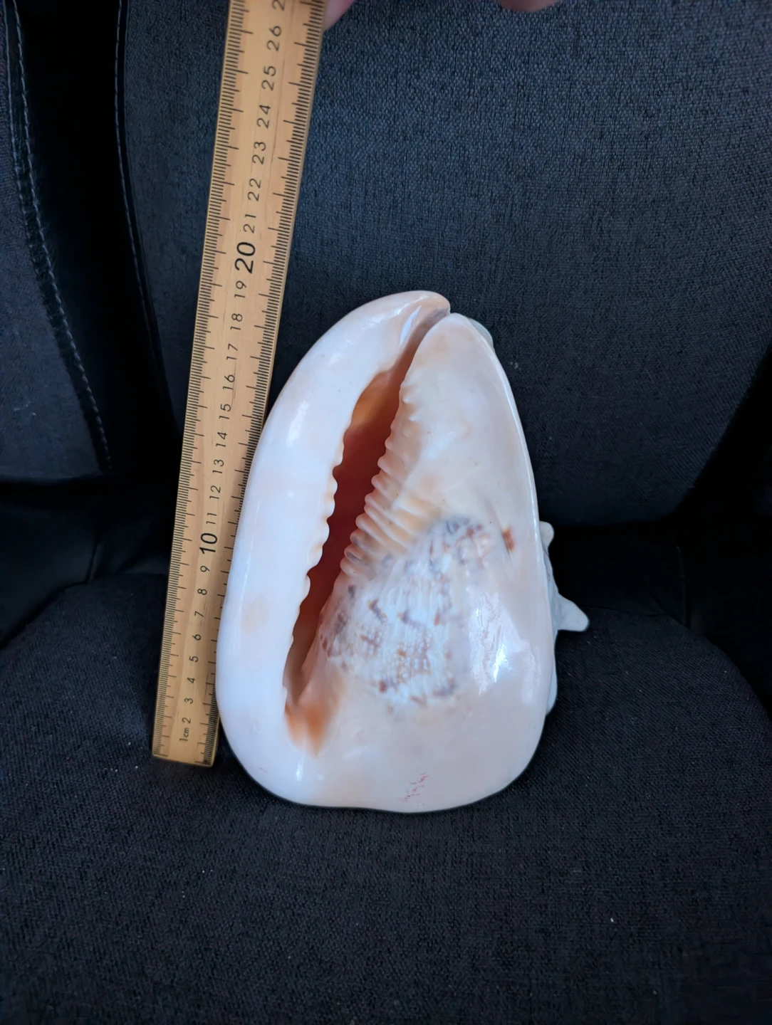 Assorted Seashells - Large Decorative Collection - photo 3