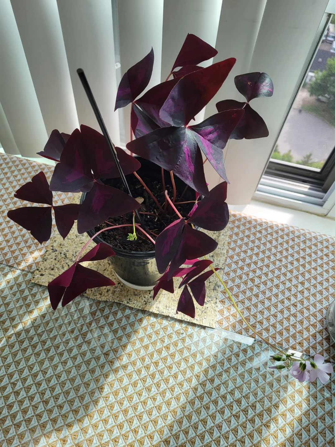 Purple Shamrock Plant in Pot