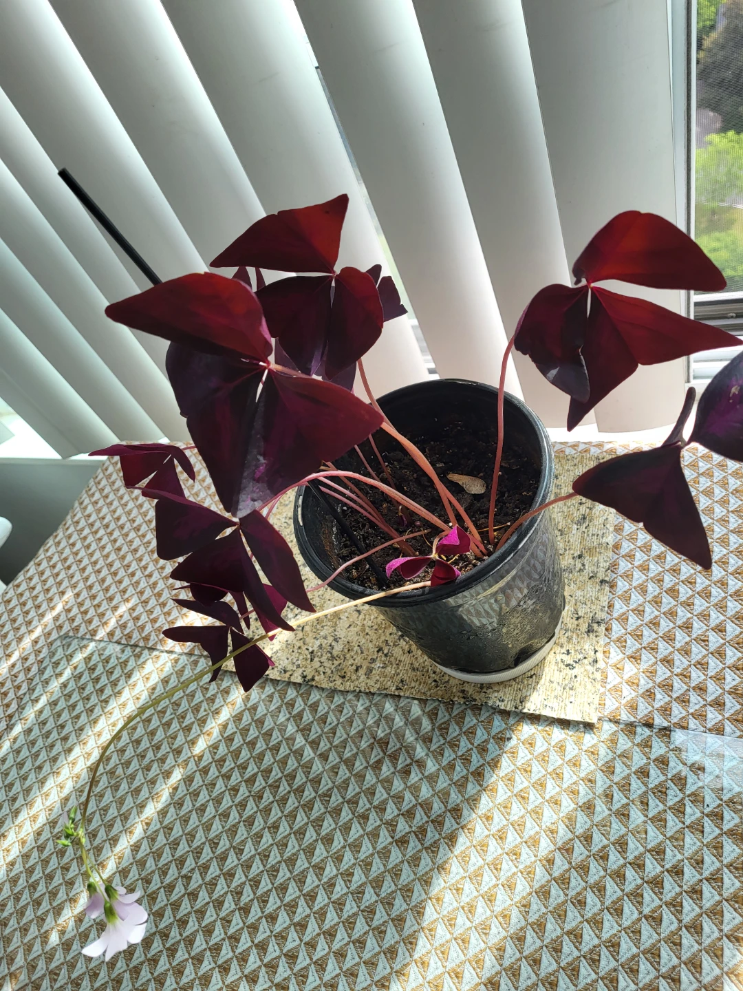 Purple Shamrock Plant in Pot - photo 2
