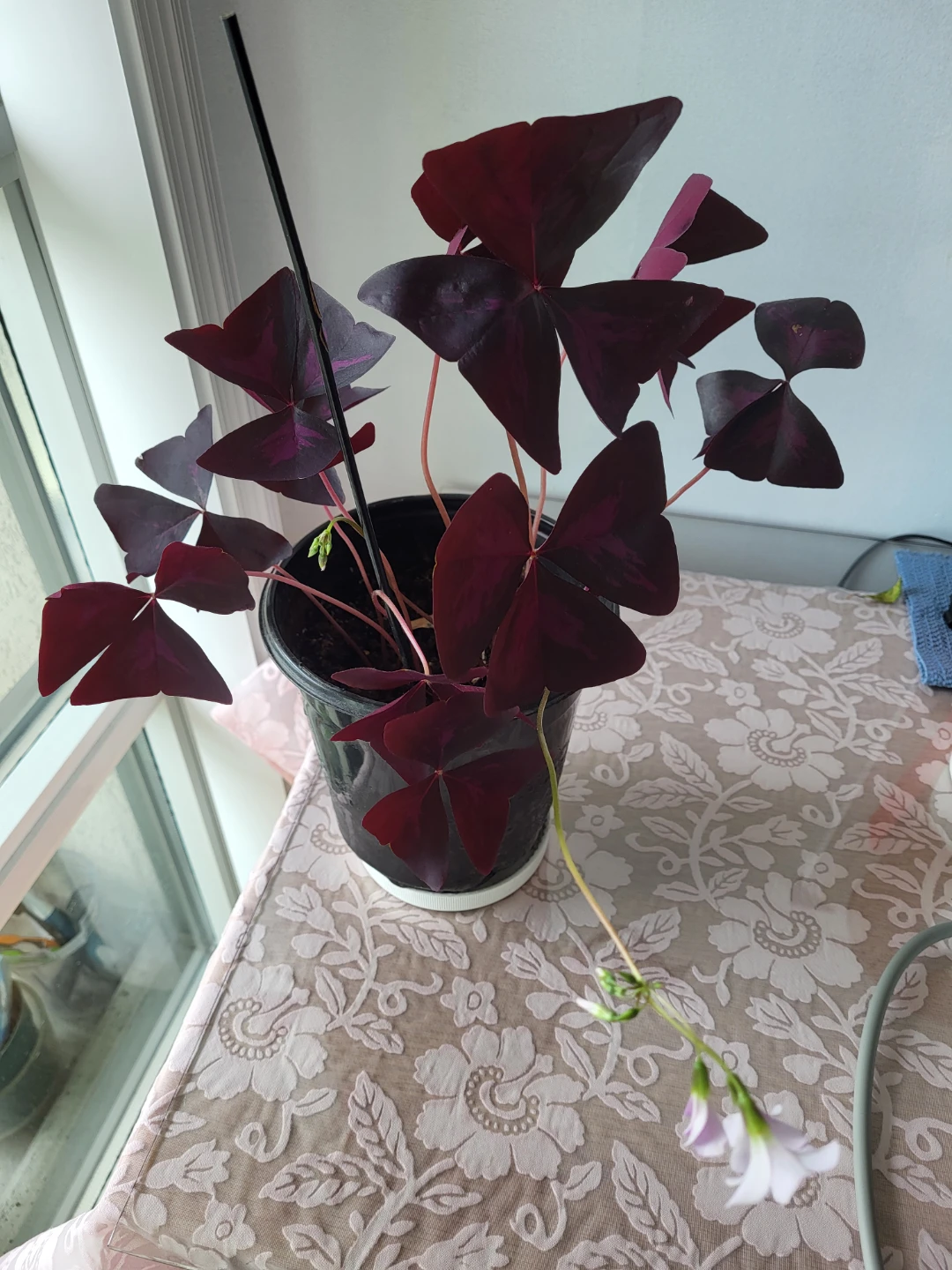 Purple Shamrock Plant in Pot - photo 3