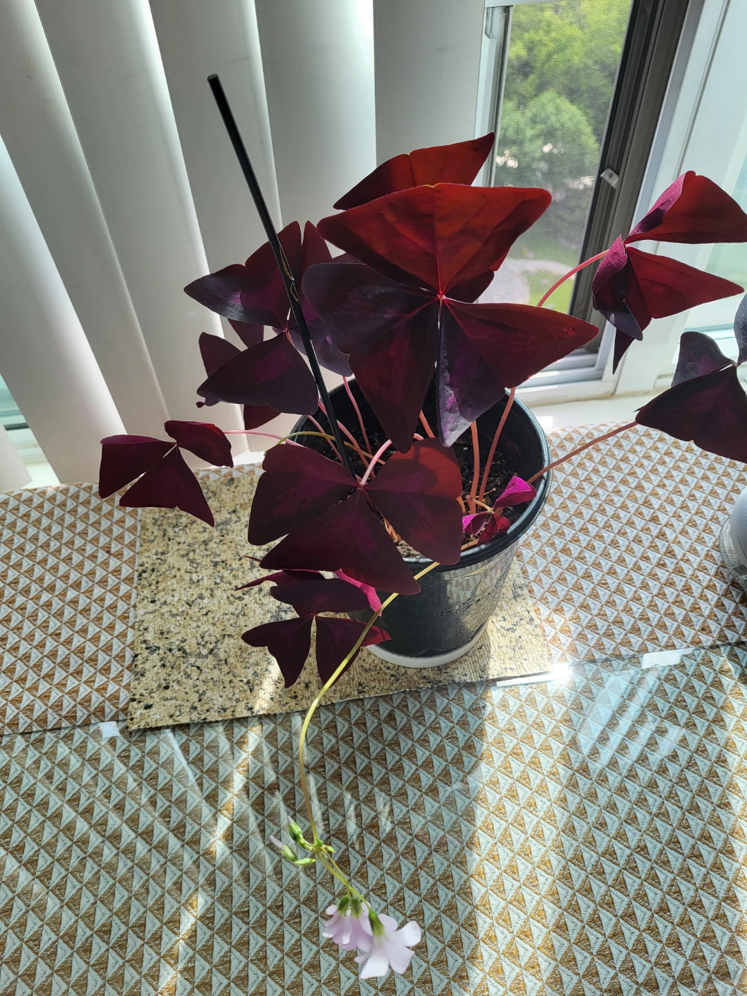 Purple Shamrock Plant in Pot - photo 4