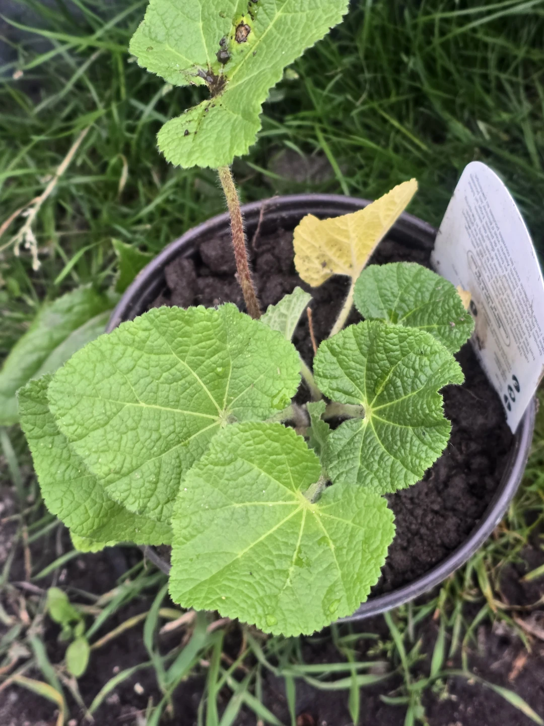 Yellow Hollyhock Plant - photo 4