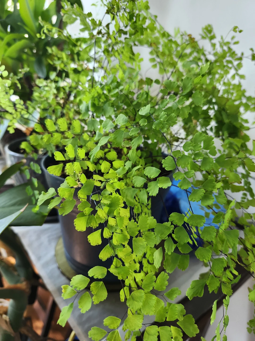 Adiantum Maidenhair Fern