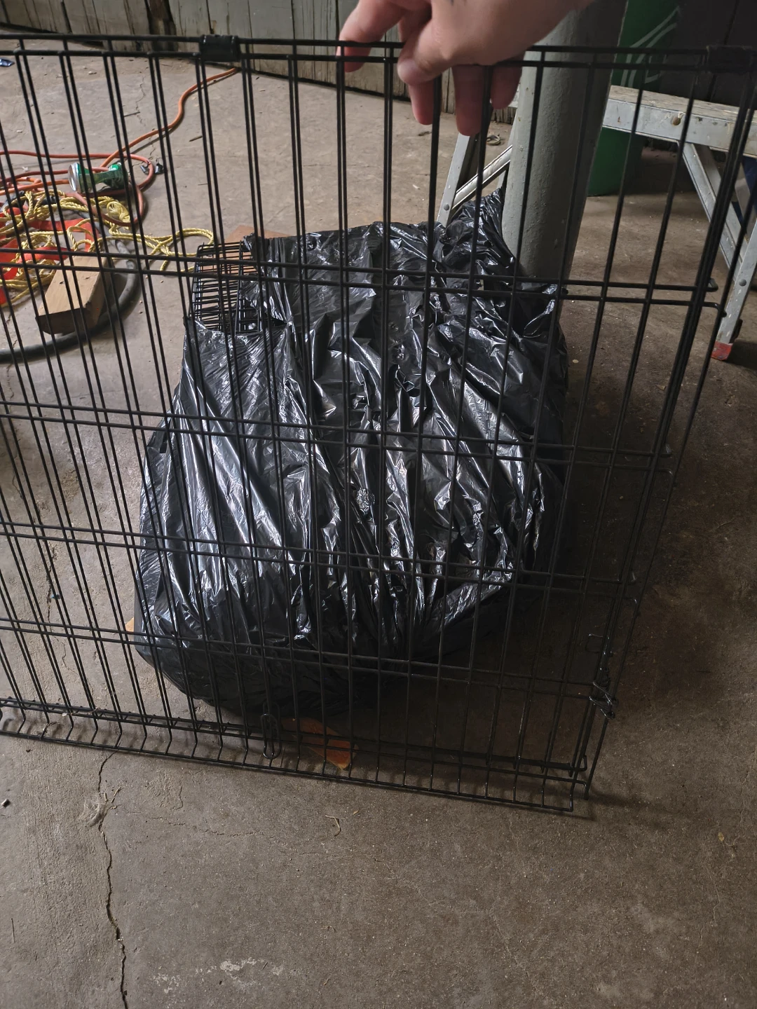 Guinea pig/rabbit cage