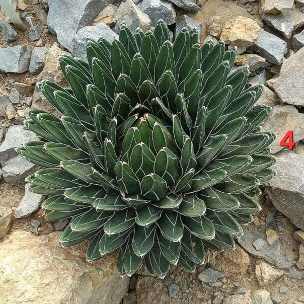 Beautiful Agave Victoriae-Reginae Plant - photo 4