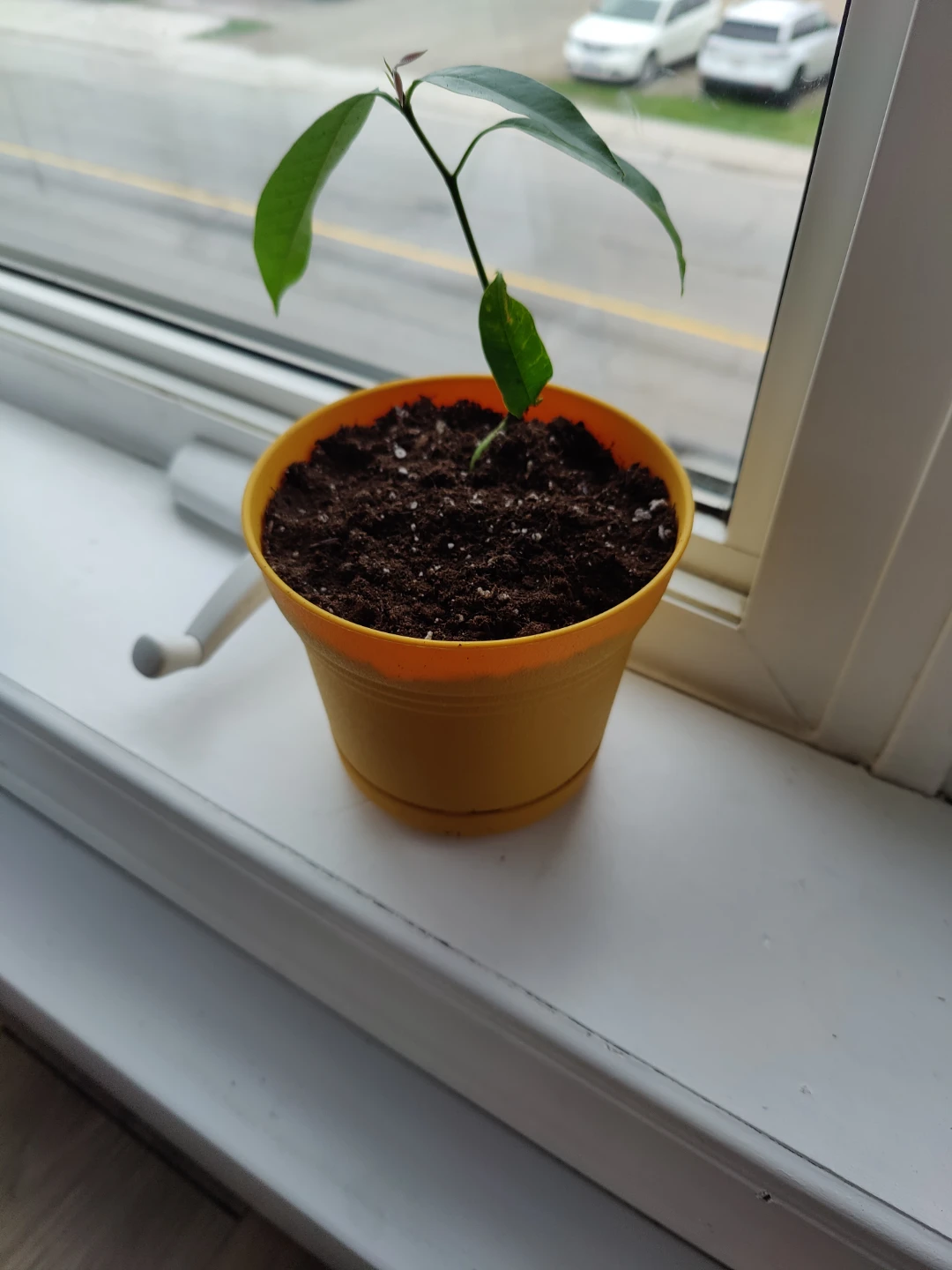 3 Honey Mango Tree Seedling - photo 3