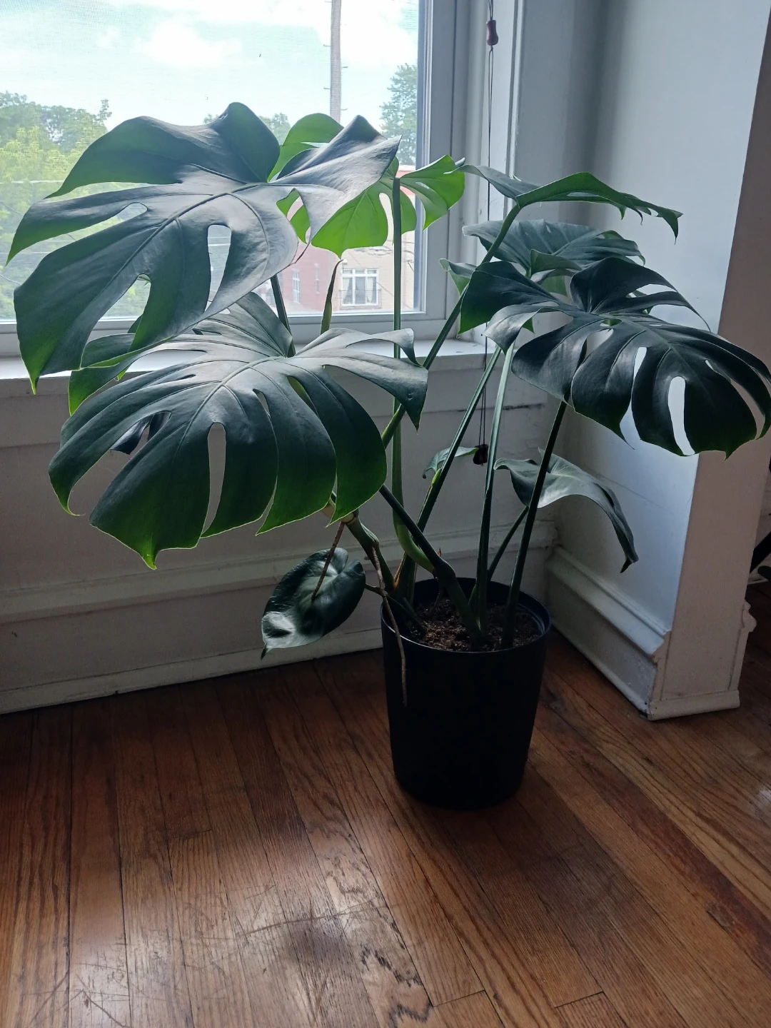 Monstera Deliciosa Plant