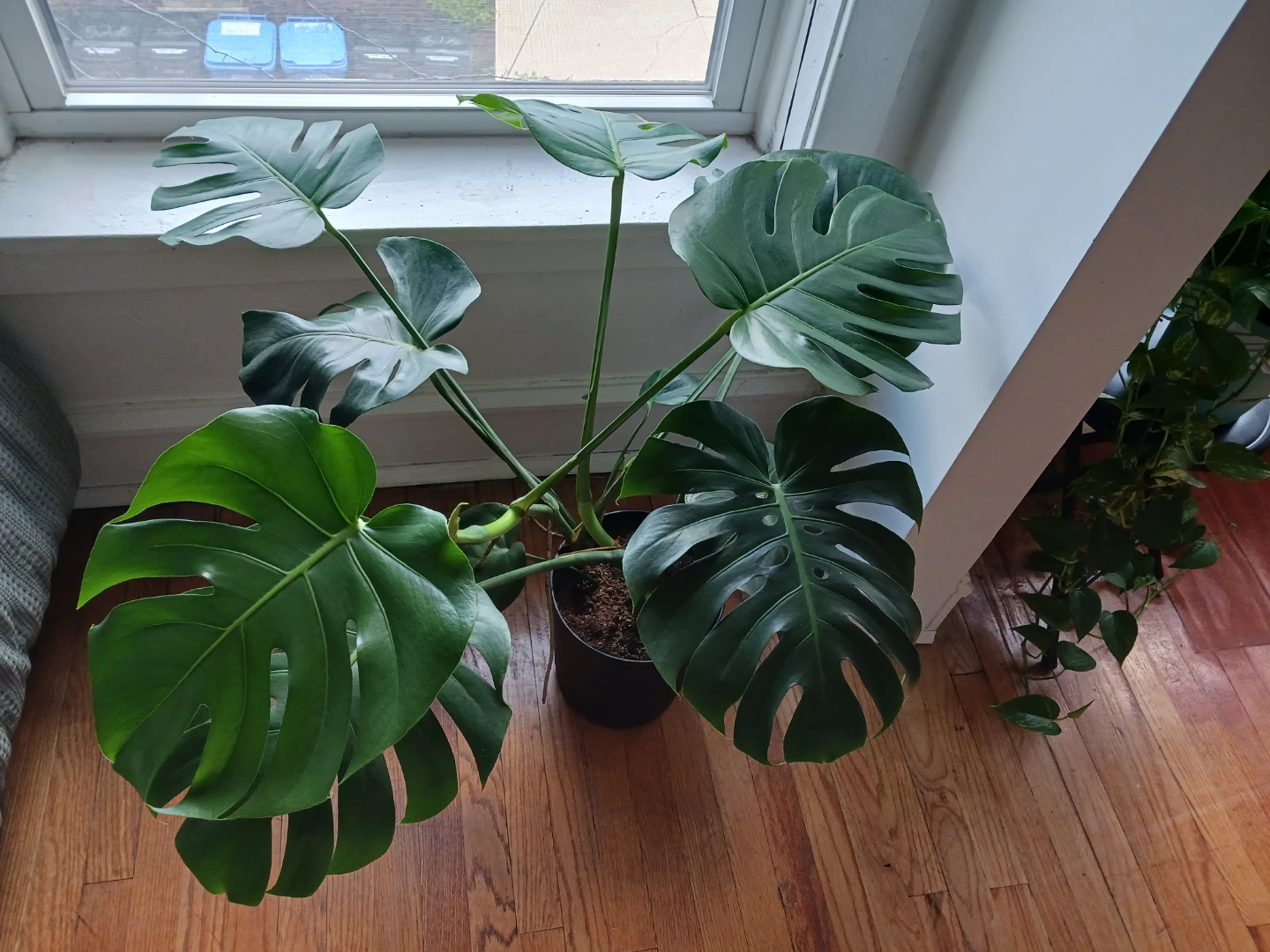 Monstera Deliciosa Plant - photo 2