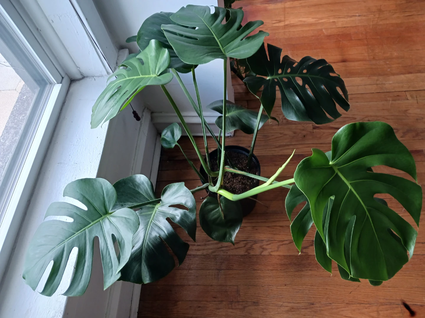 Monstera Deliciosa Plant - photo 3