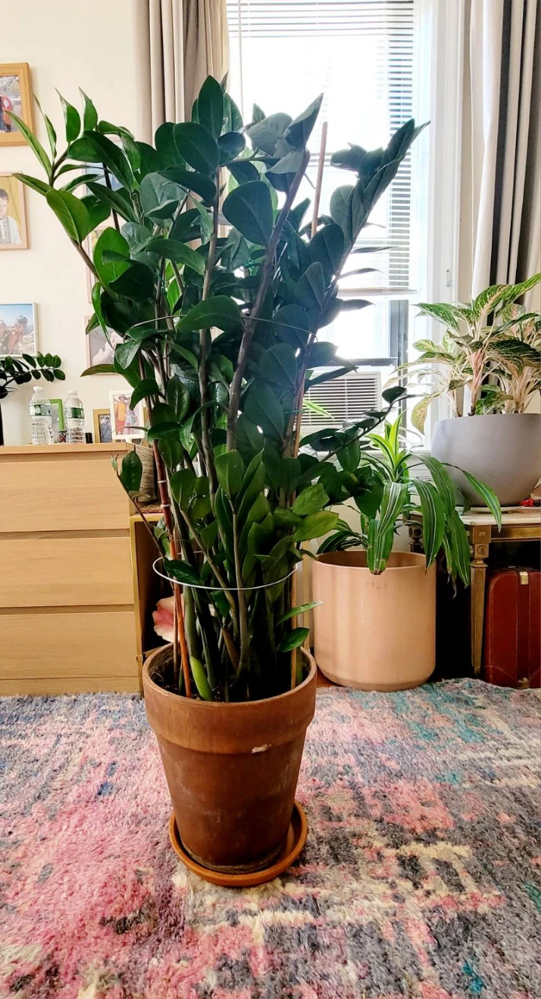 ZZ Plant in Terracotta Pot - photo 3