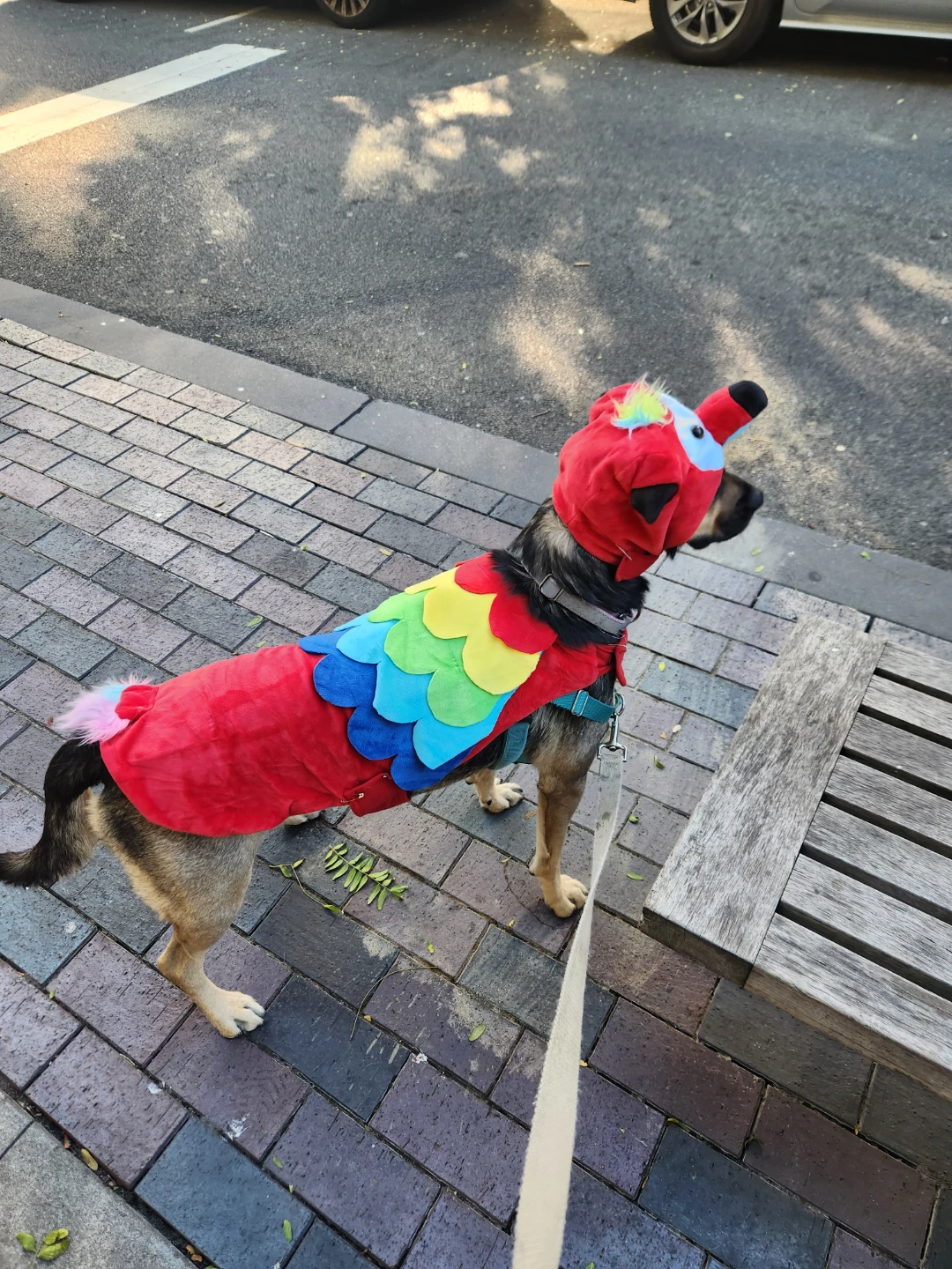 Dog Parrot Costume size L ⚽