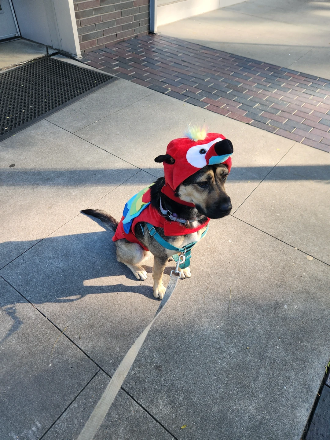 Dog Parrot Costume size L ⚽ - photo 2
