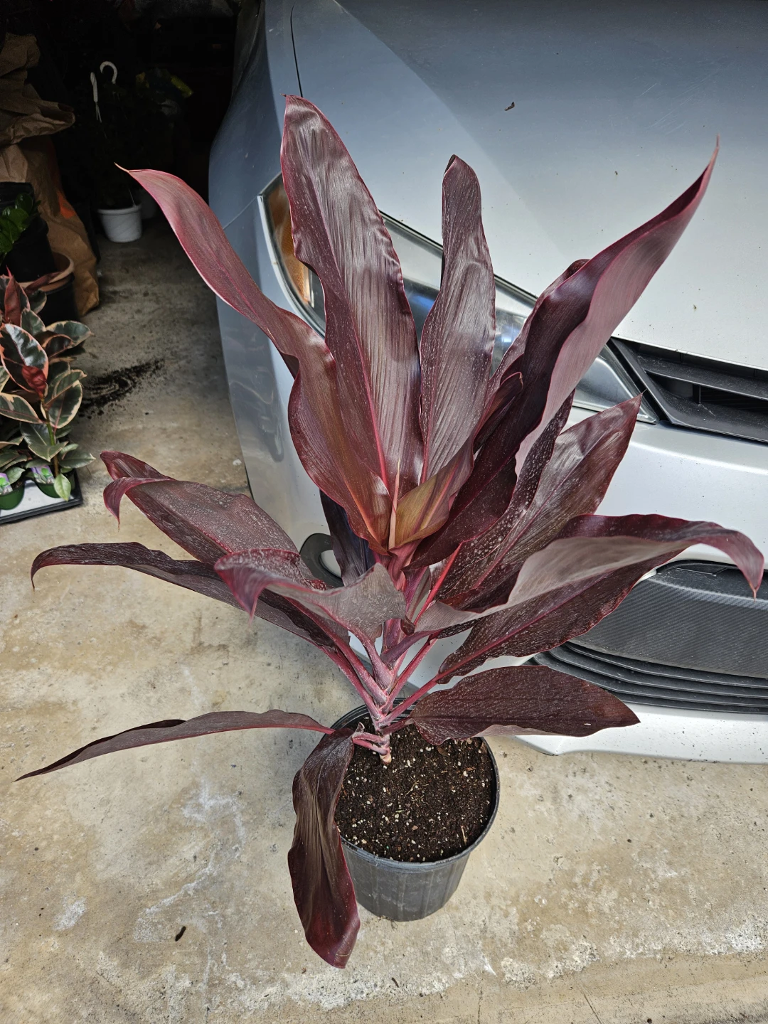 Cordyline Plant in 10"pot ⚽️ - photo 3