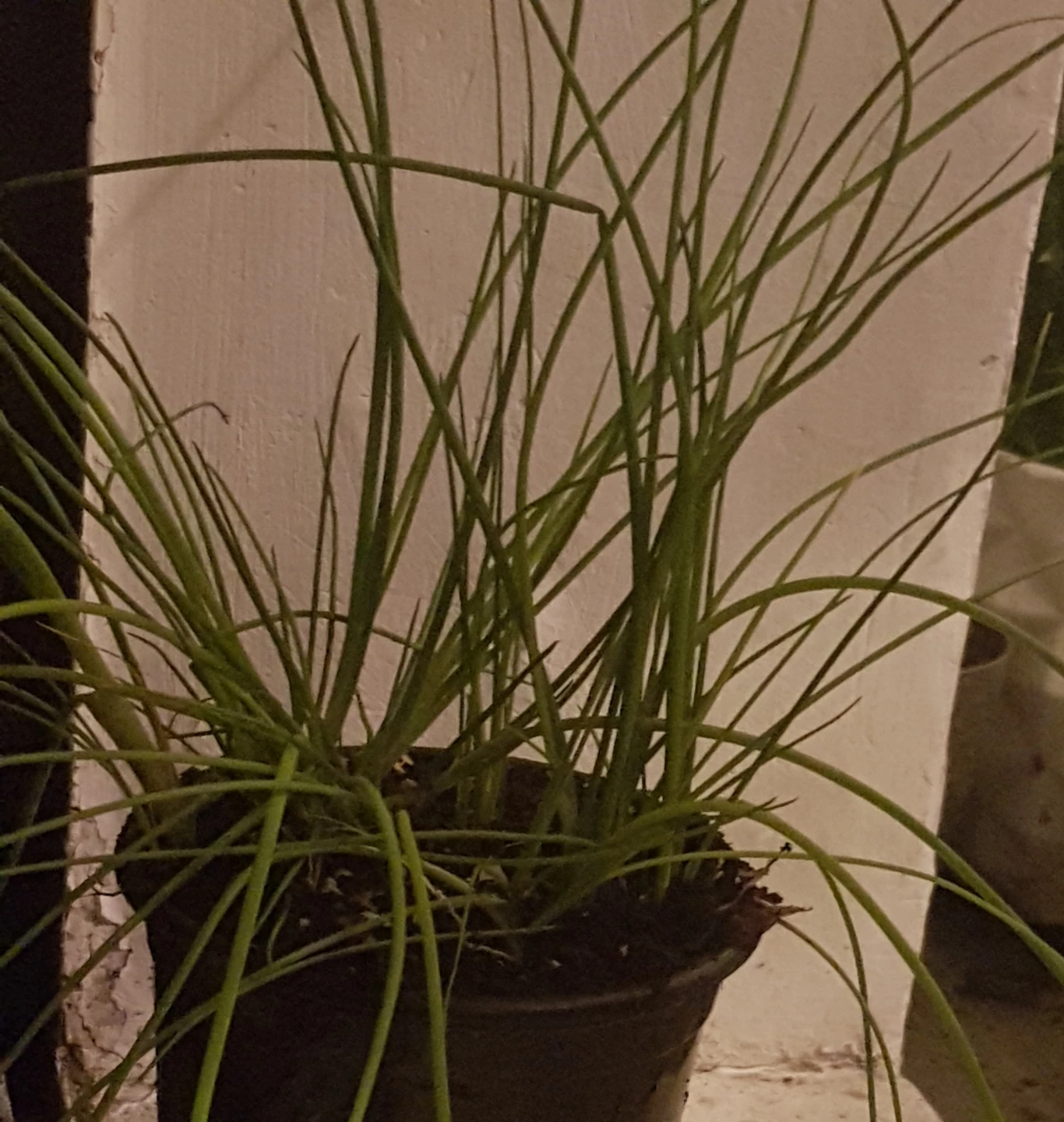 Chives Plant in Pot