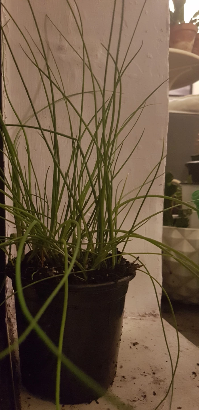 Chives Plant in Pot - photo 2