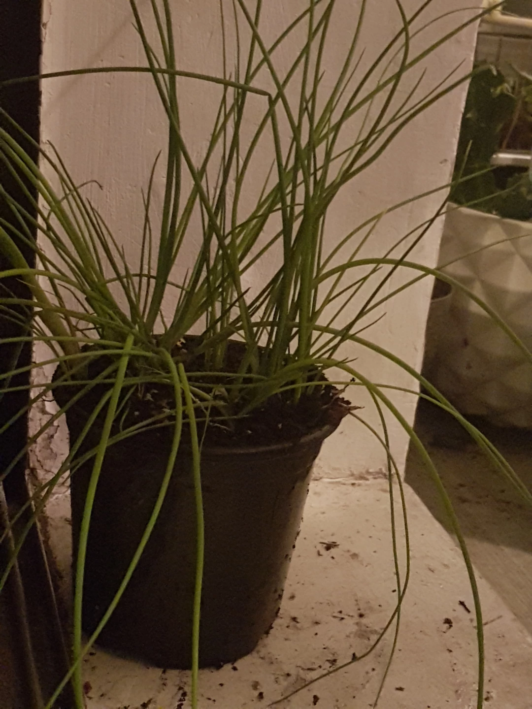 Chives Plant in Pot - photo 3