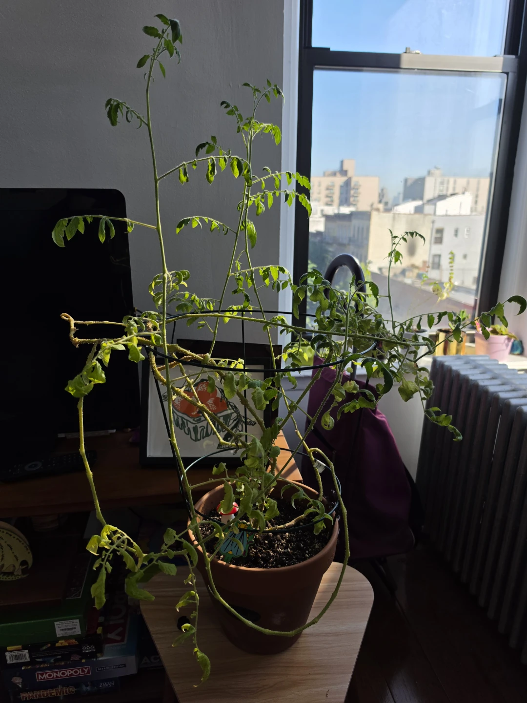 Tomato plant