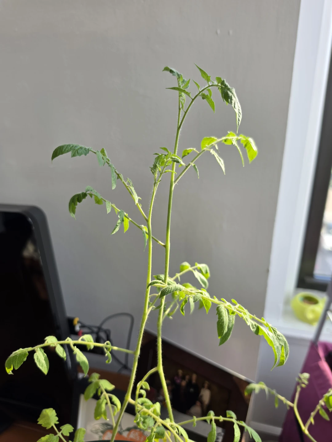 Tomato plant - photo 2