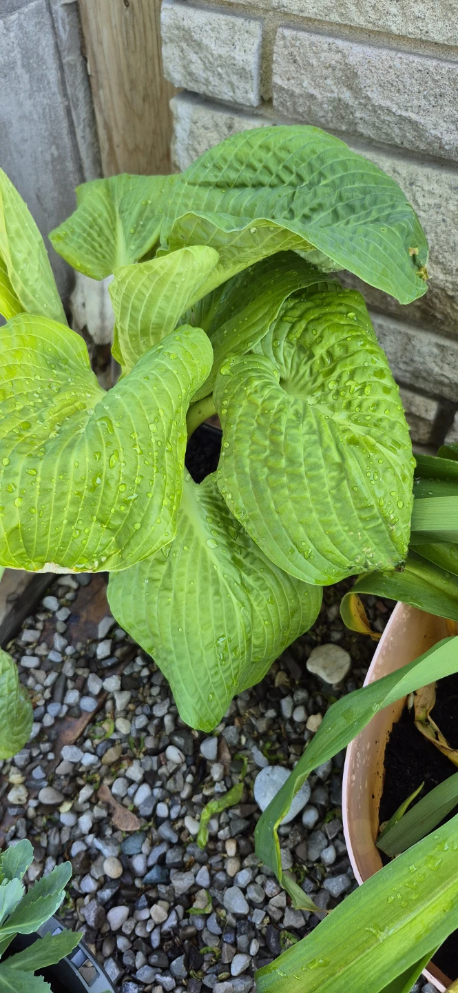 Plants for sale