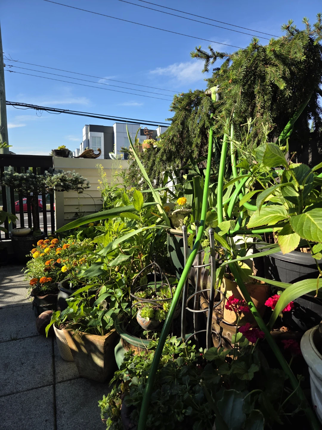 Assorted Potted Plants and Garden Decor - photo 4