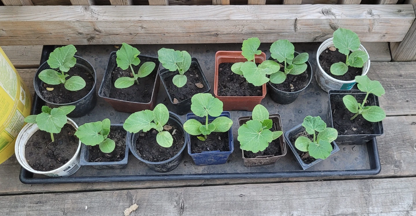 Kabocha Squash Seedlings (Japanese Pumpkin)