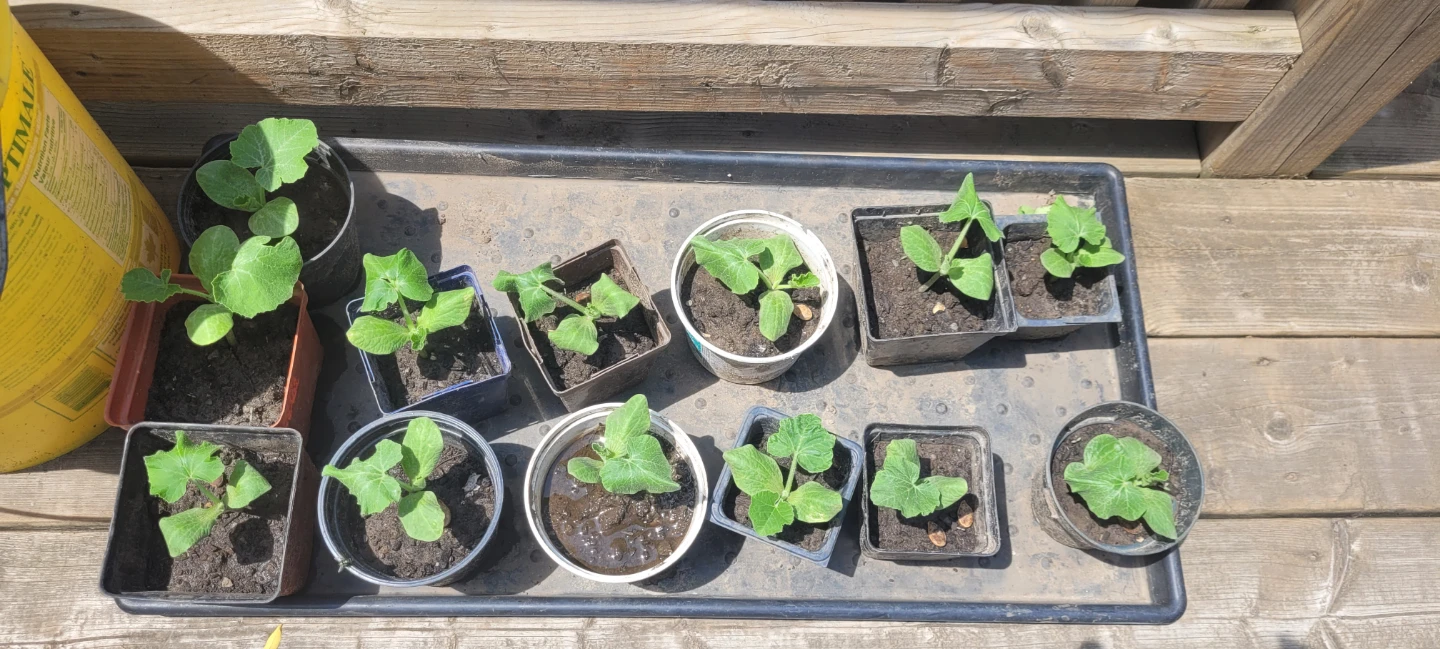 Kabocha Squash Seedlings (Japanese Pumpkin) - photo 4