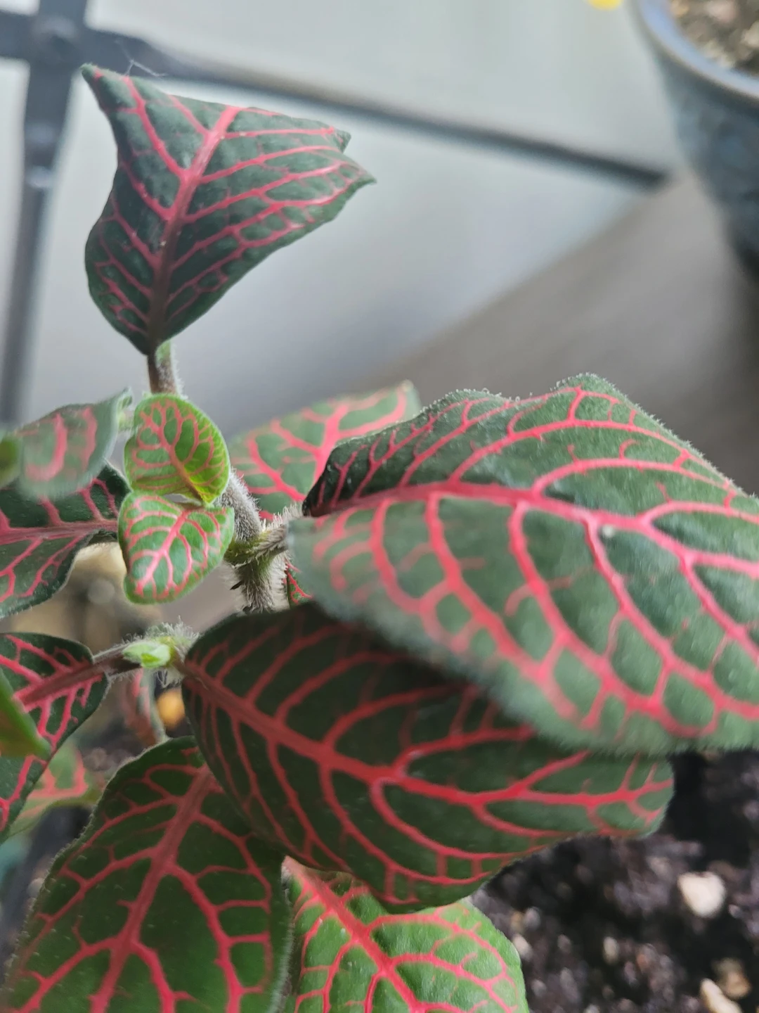 Fittonia Plant 6" pot
