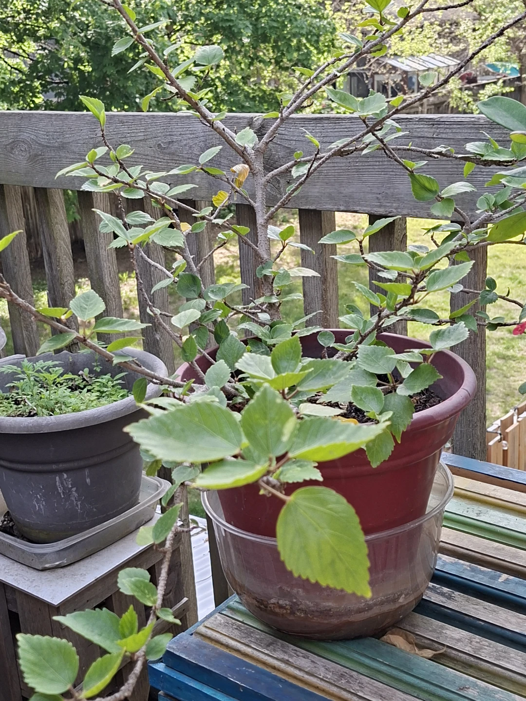 Potted Hibiscus Plant